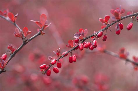 japanese burberry|japanese barberry tree.